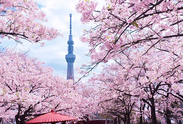 東京・浅草の隅田公園で開花した桜の花。1キロにわたって隅田川の両岸を彩るソメイヨシノ、オオシマザクラ、サトザクラ - GLA（ジー・エル・エー）